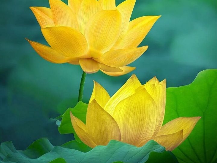 Khai Thị Niệm Phật Của Liên Trì Đại Sư